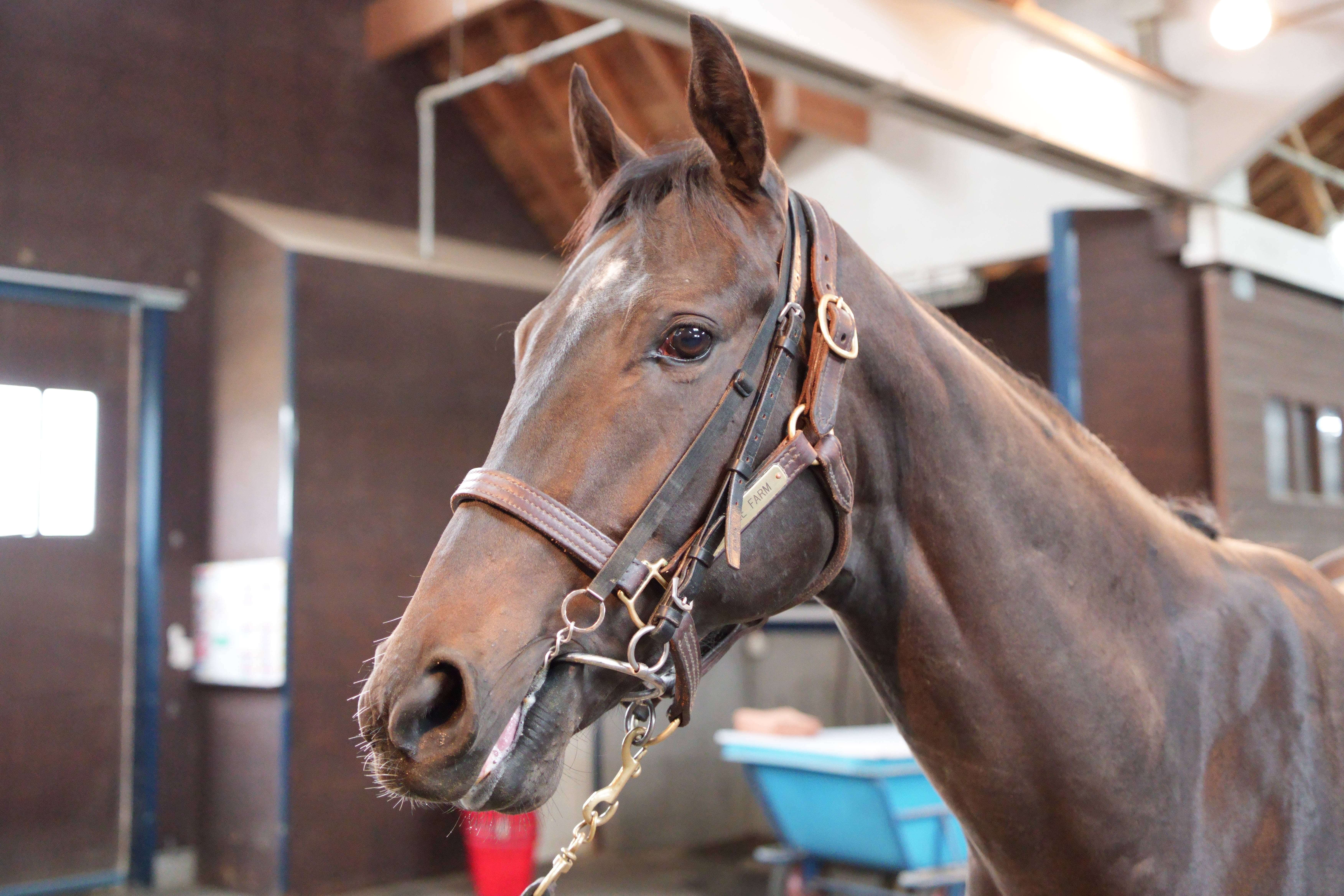 ロイヤルアイビス