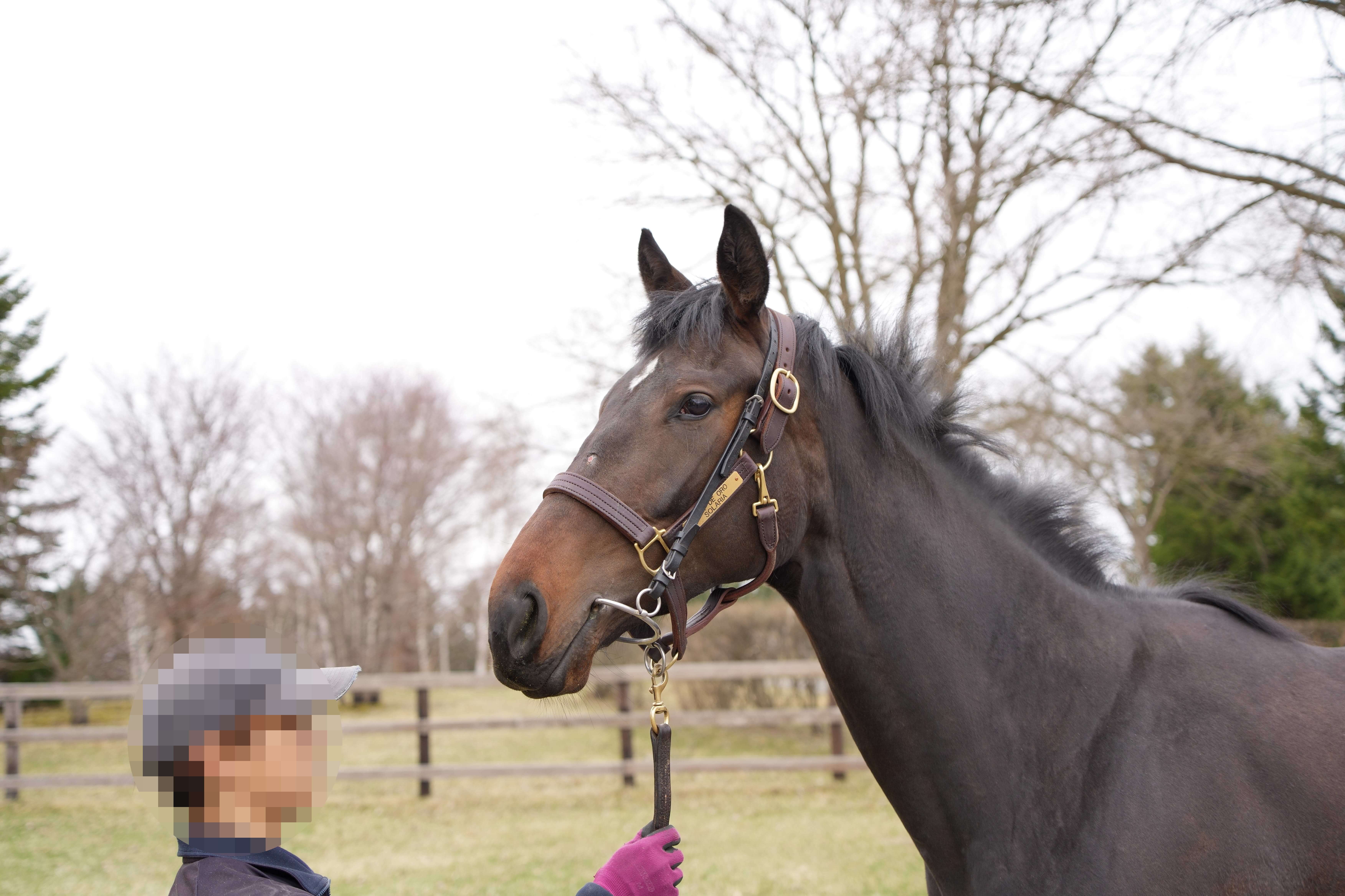 ソノルミネッセンス