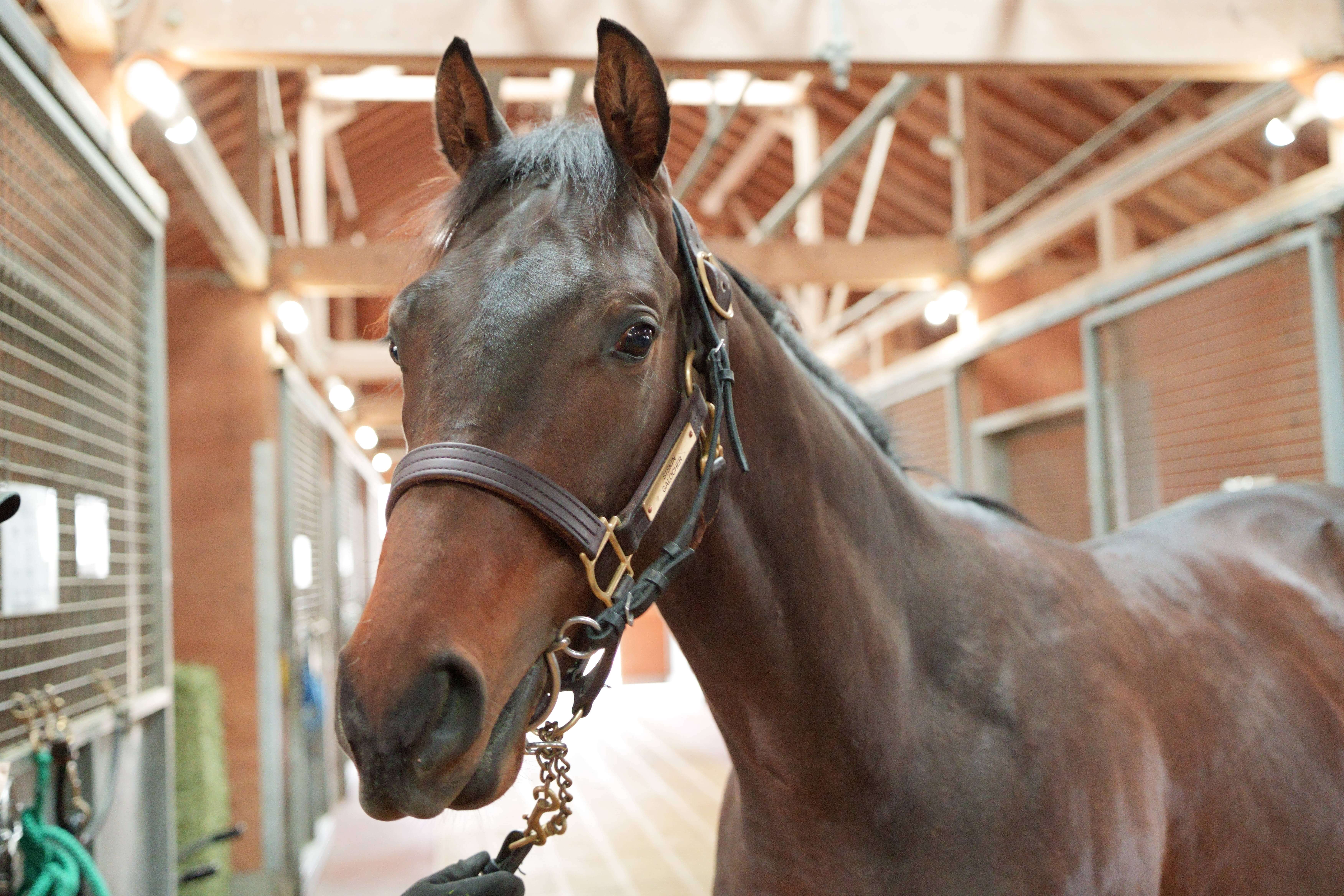 フルークべライト