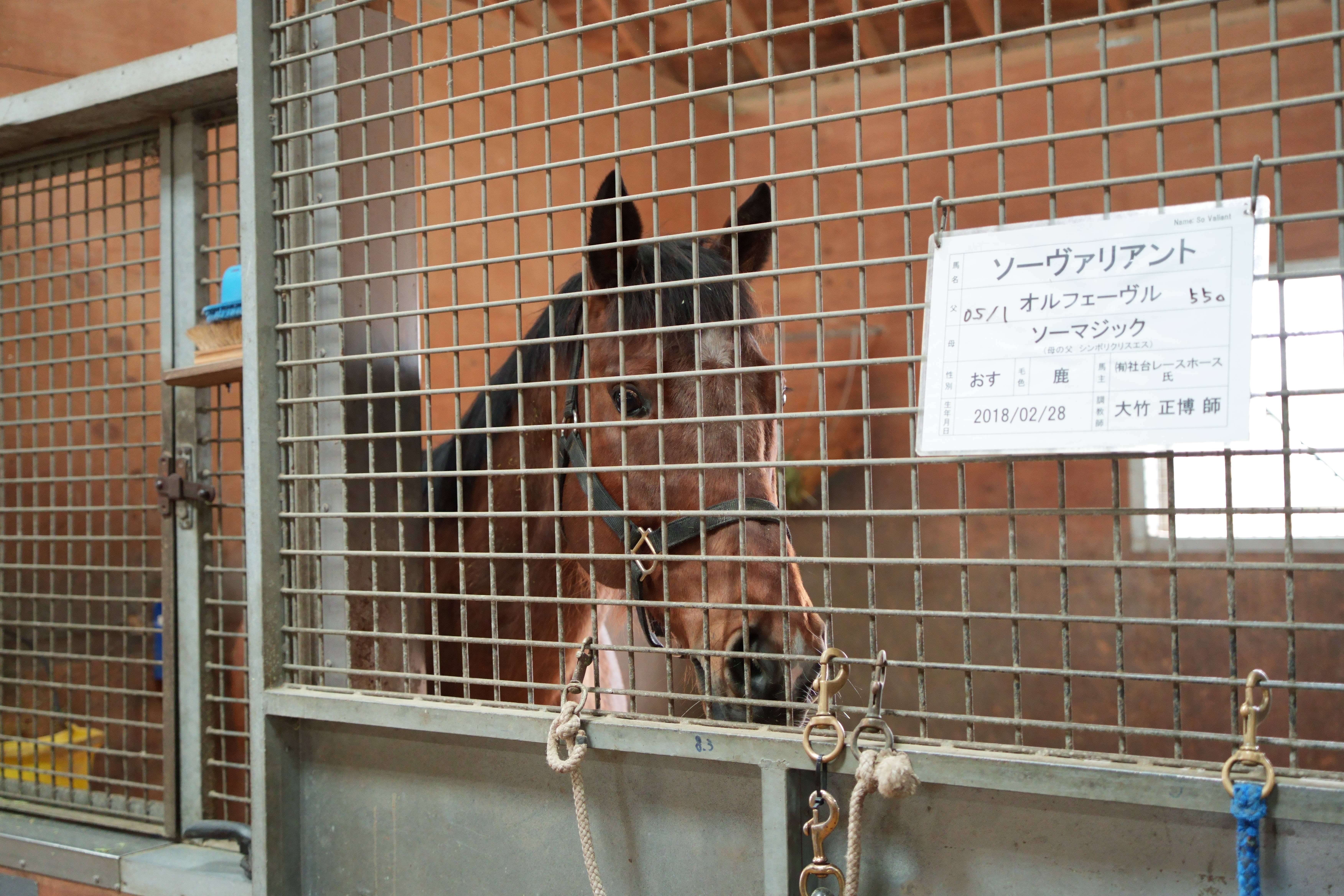 ソーヴァリアント