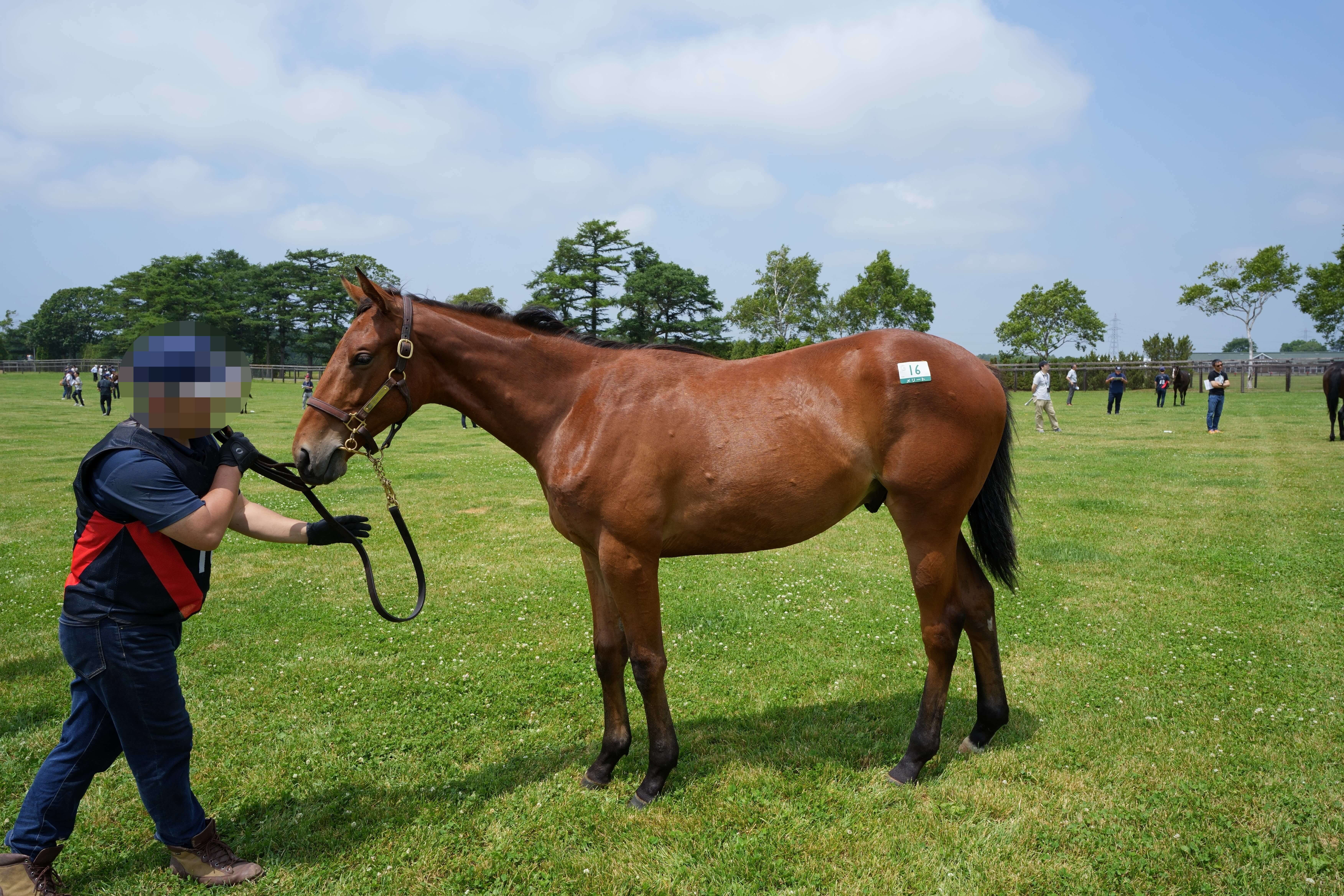 スナッパーロックス