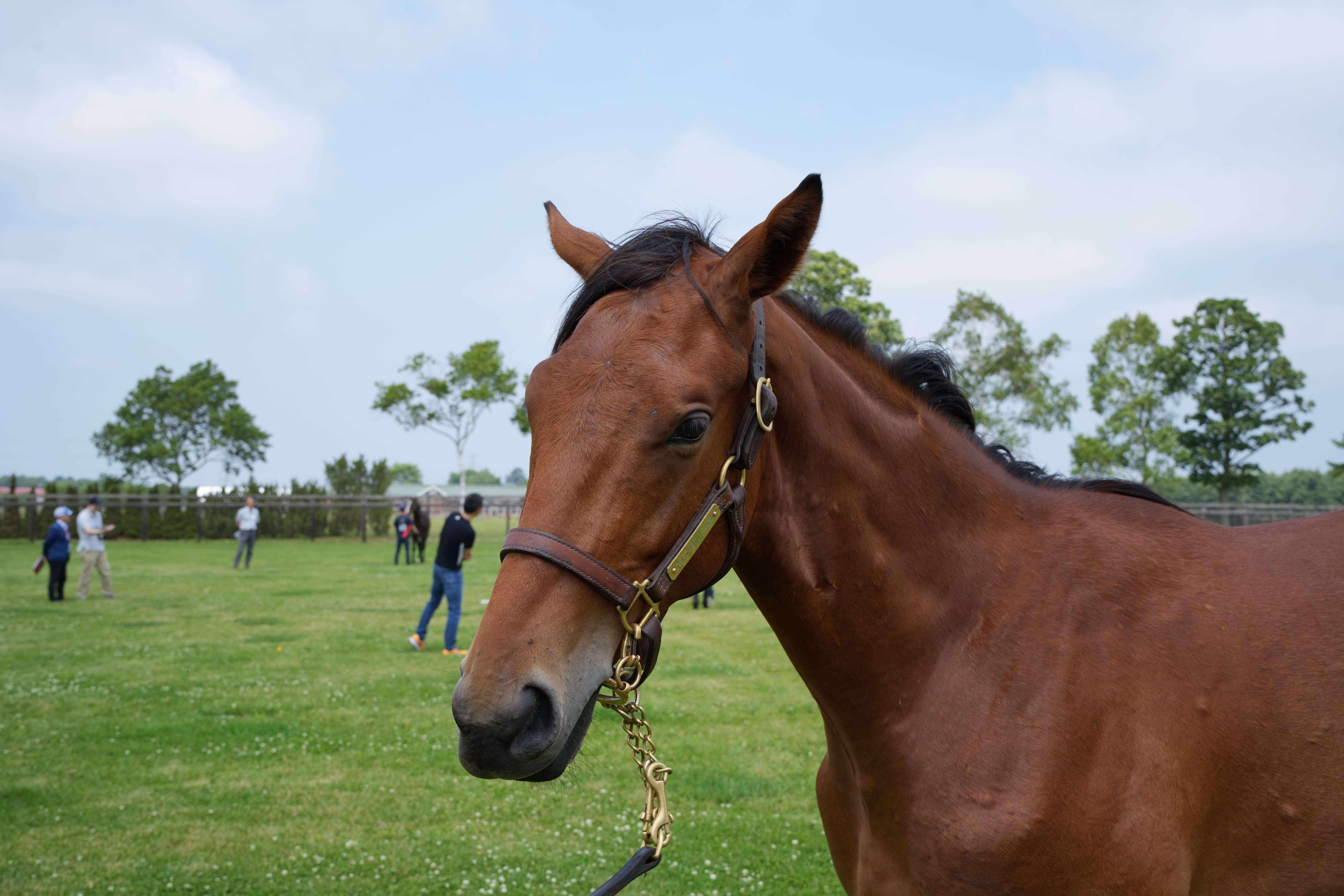 スナッパーロックス