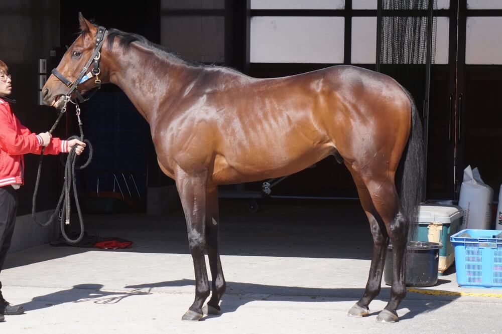 ロードフリューゲル