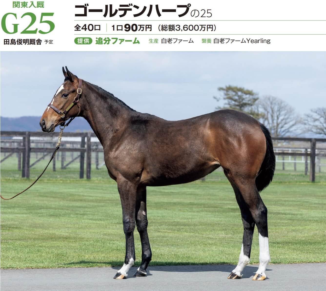 ゴールデンハープの25