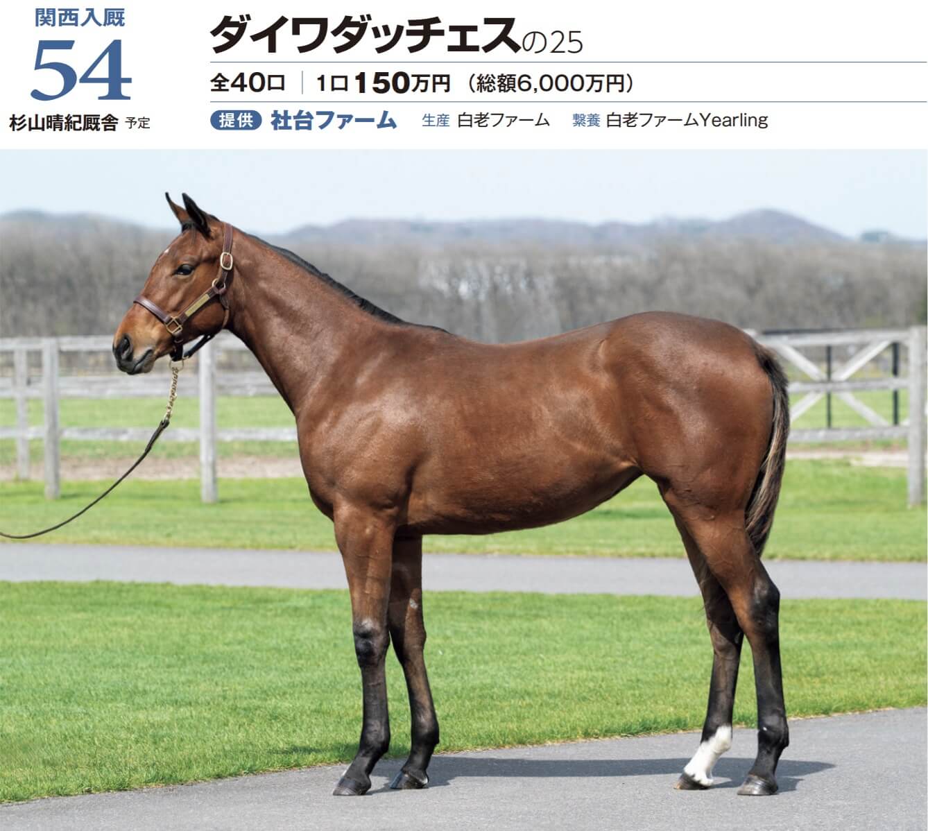 ダイワダッチェスの25