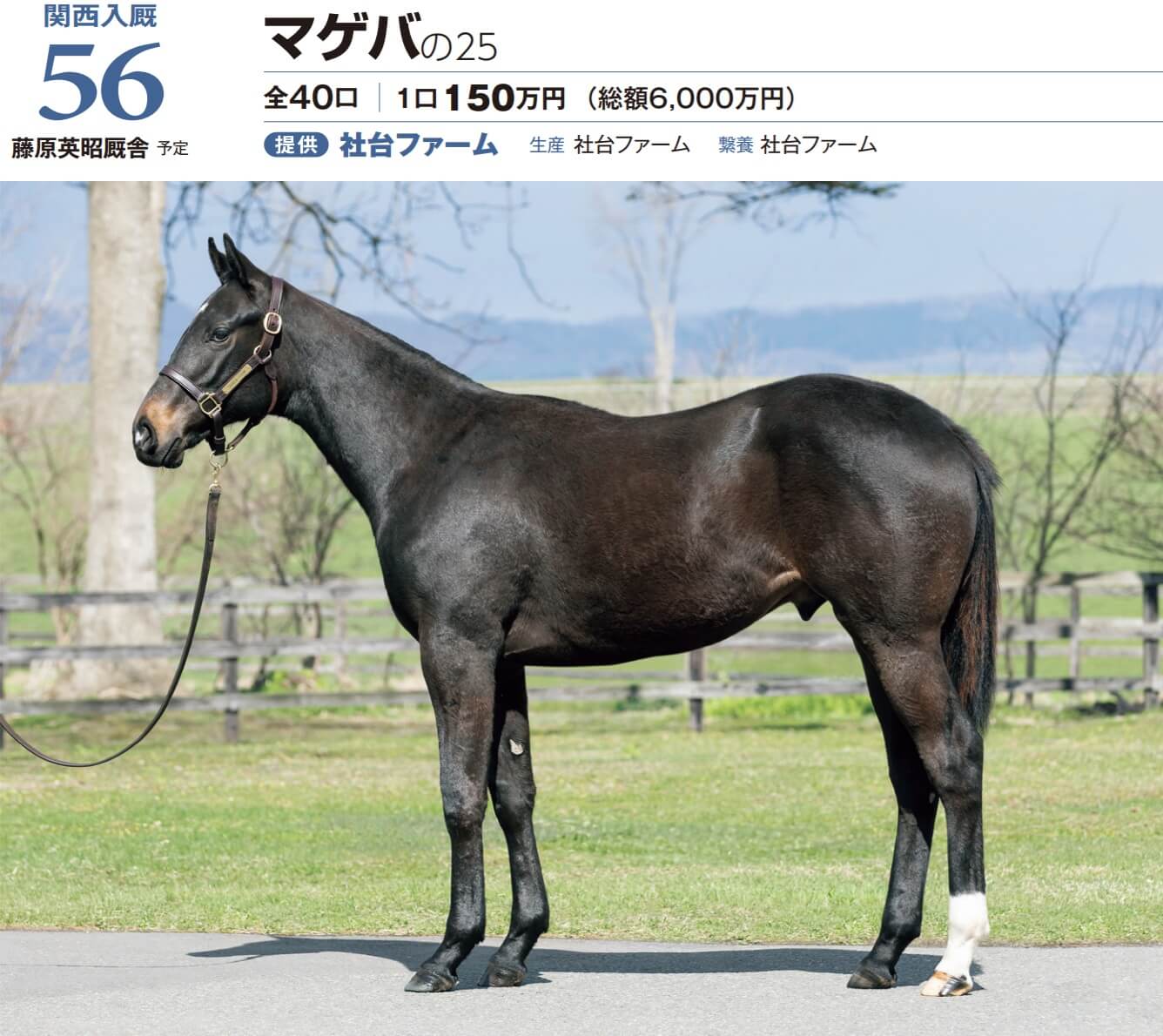 マゲバの25